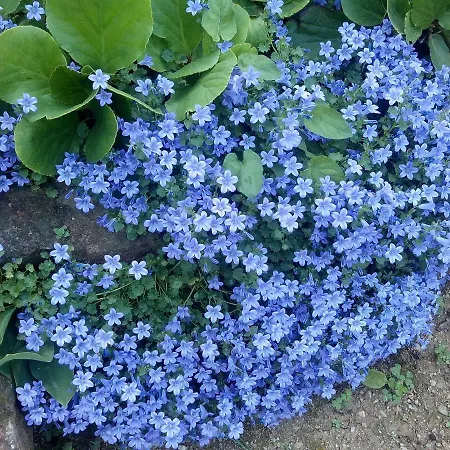 Luna Appartement Opatija