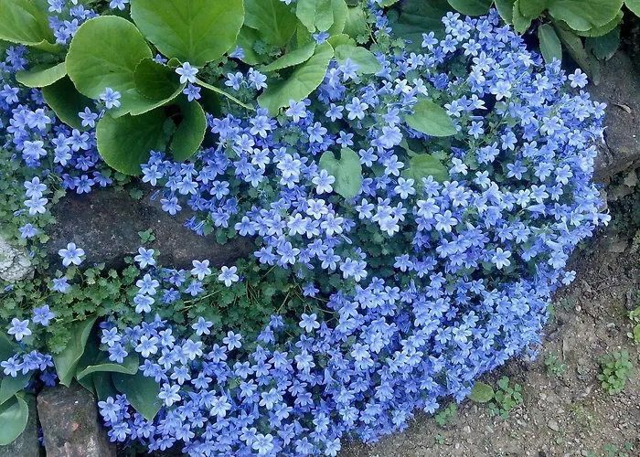 Luna 아파트 오파티아