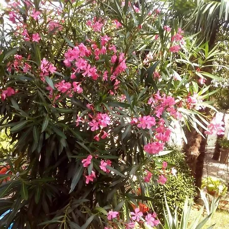 Luna شقة أوباتيا