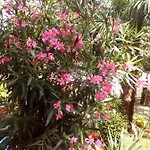 Luna Apartmán Opatija